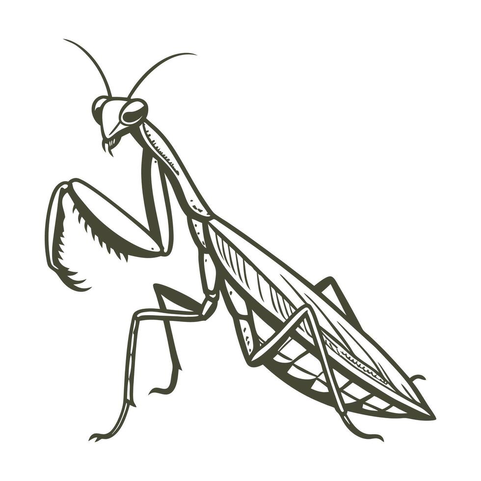 Mantis Religiosa Featured Against White Surface vector