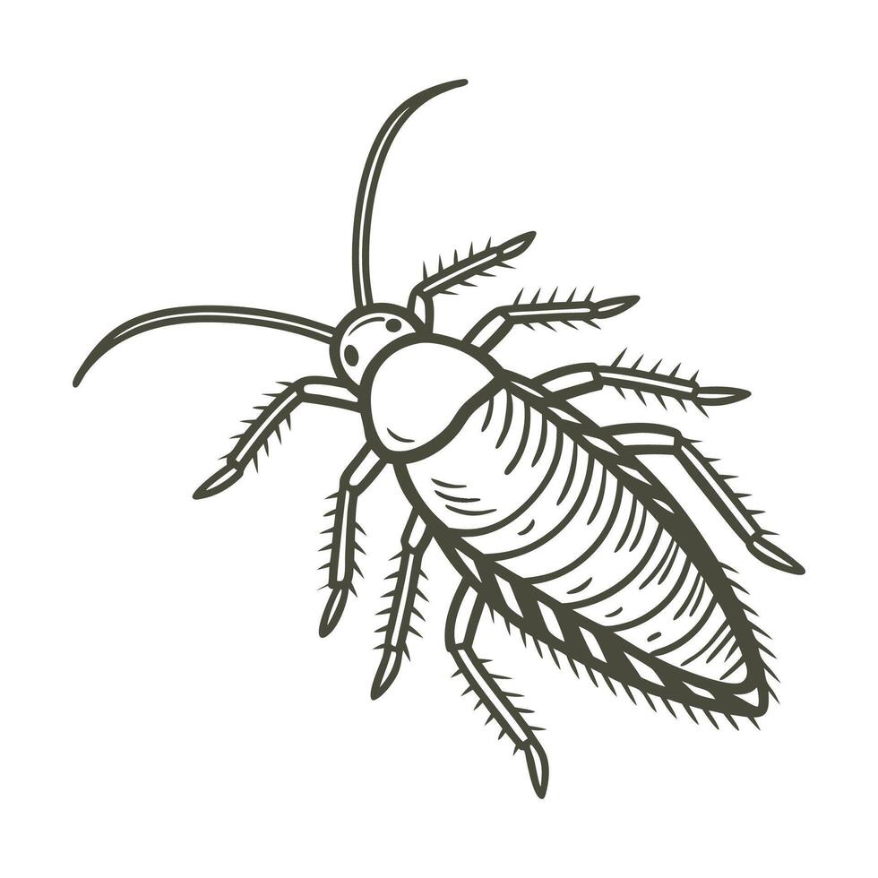 Showcase of Mecopoda Elongata on Clean White Surface vector