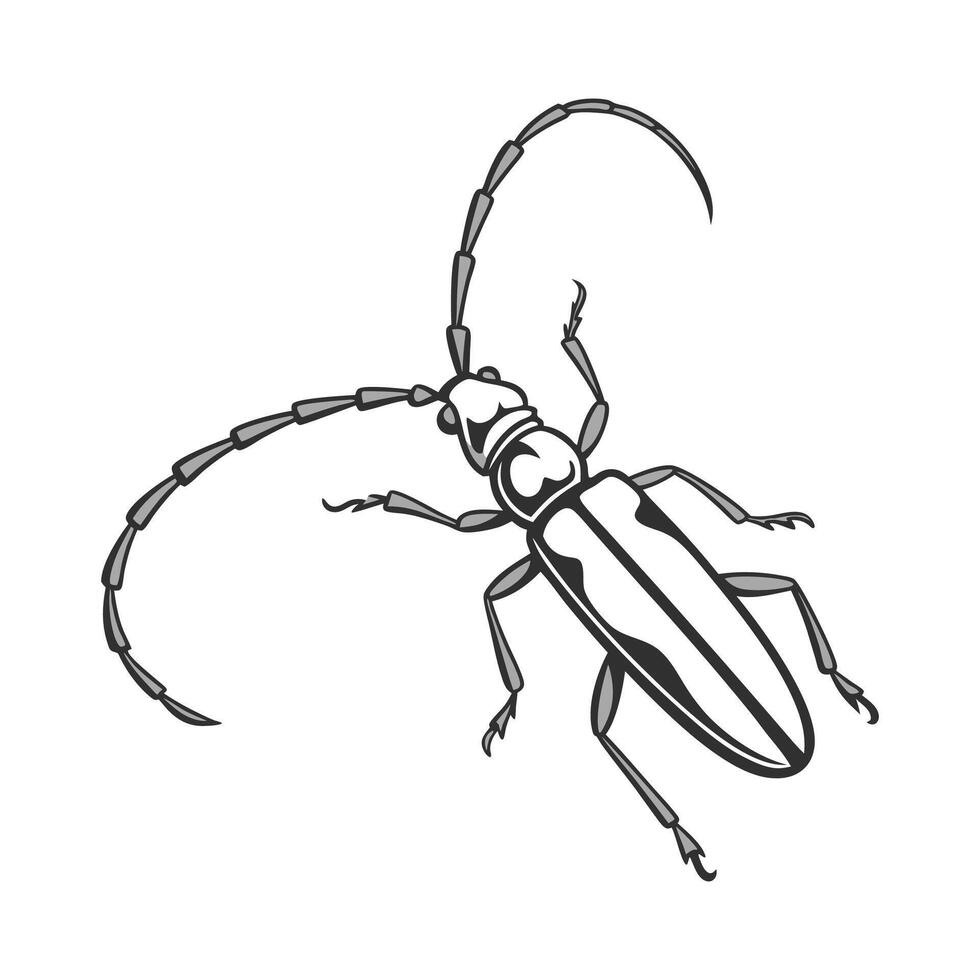 Dramatic View of Mecopoda Elongata on White vector