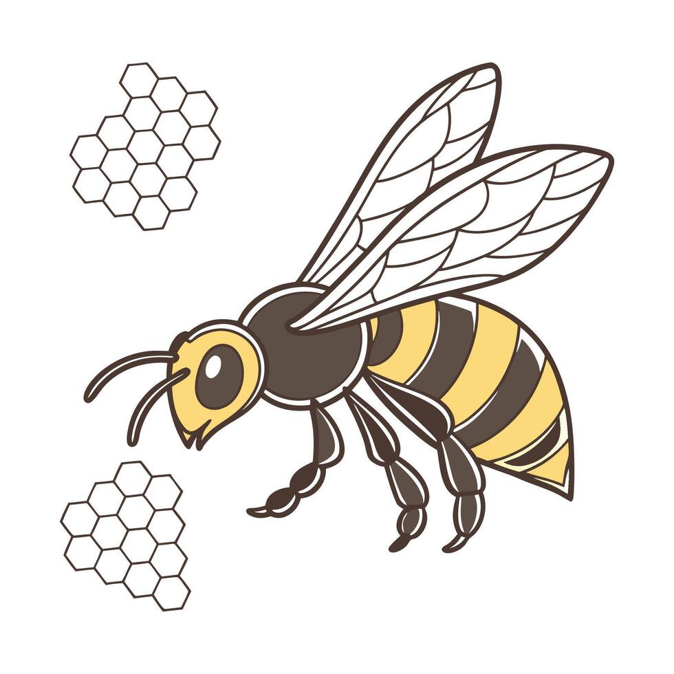 Display of Megachile Pluto on Clean White Background vector