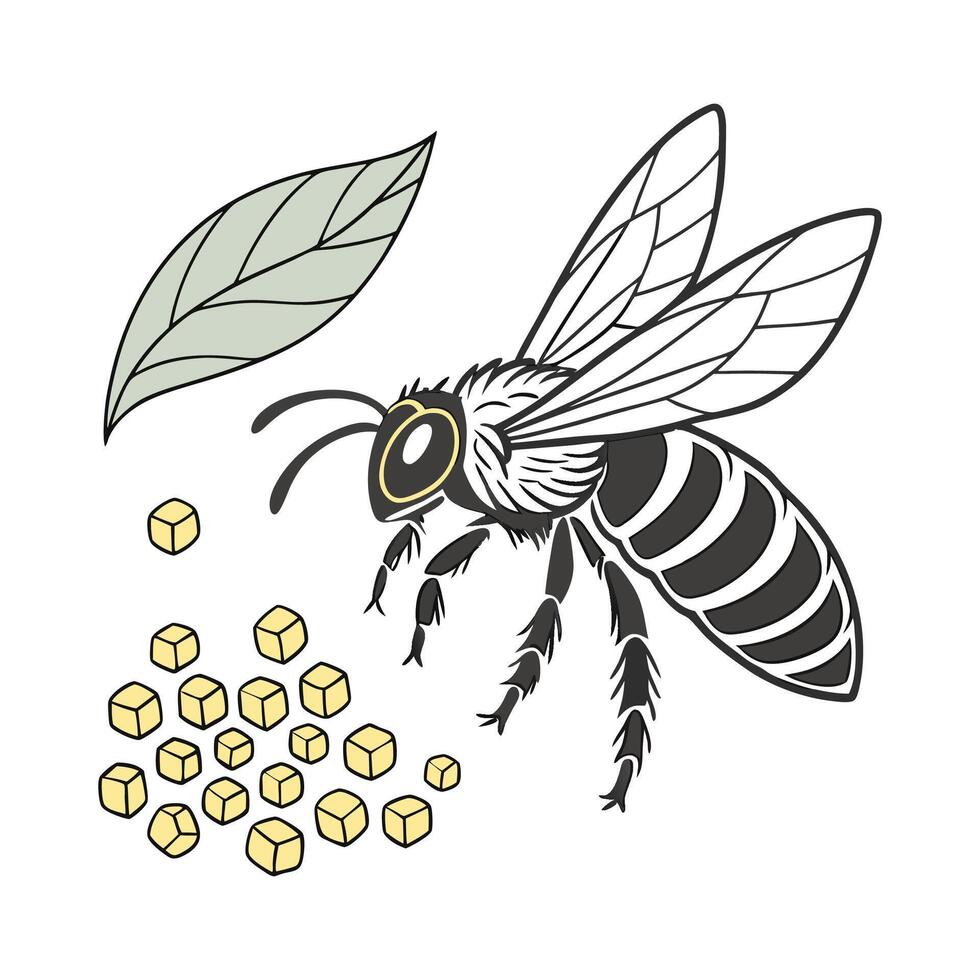 Showcase of Megachile Rotundata on Bright White Background vector