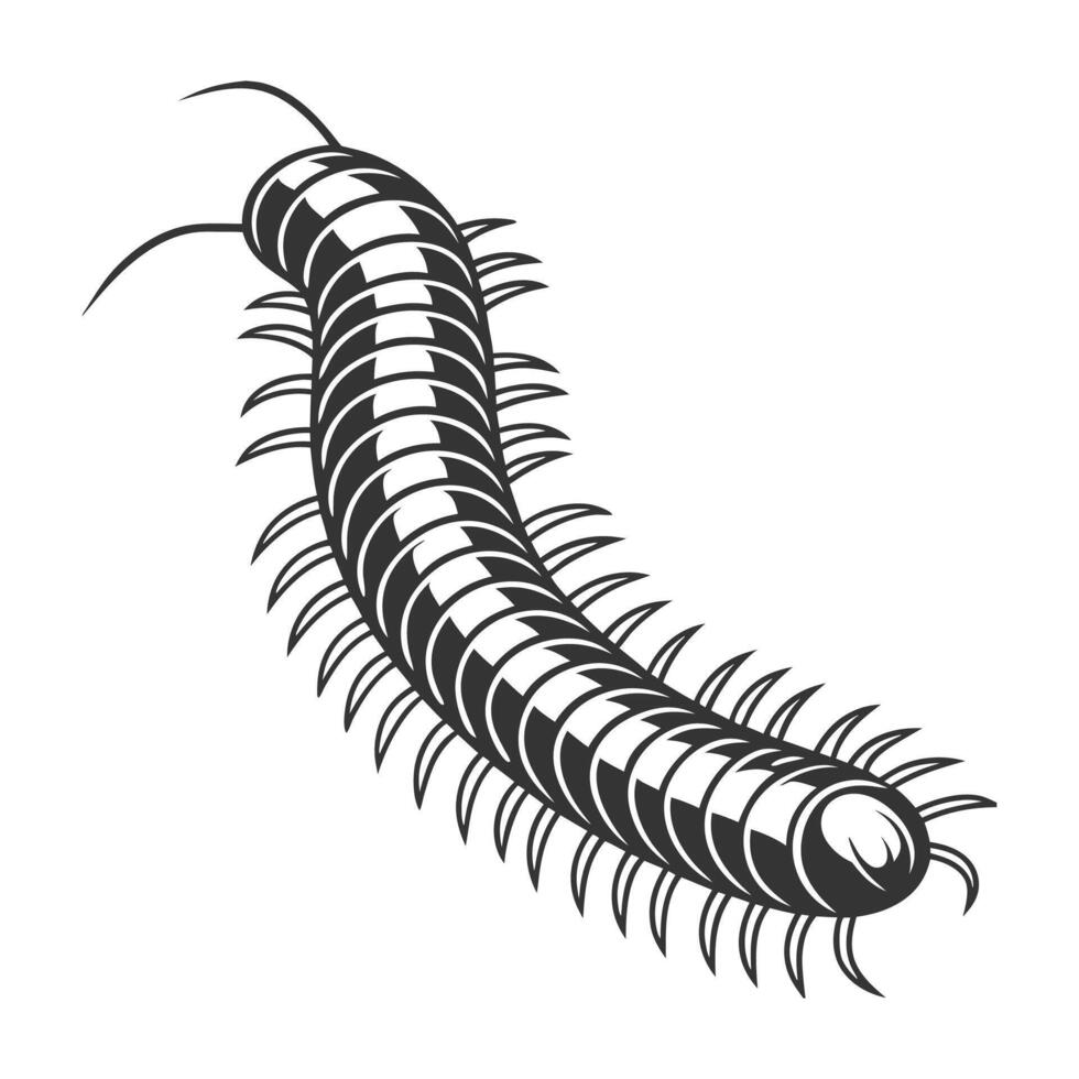 Dramatic View of Millipede on White Background vector