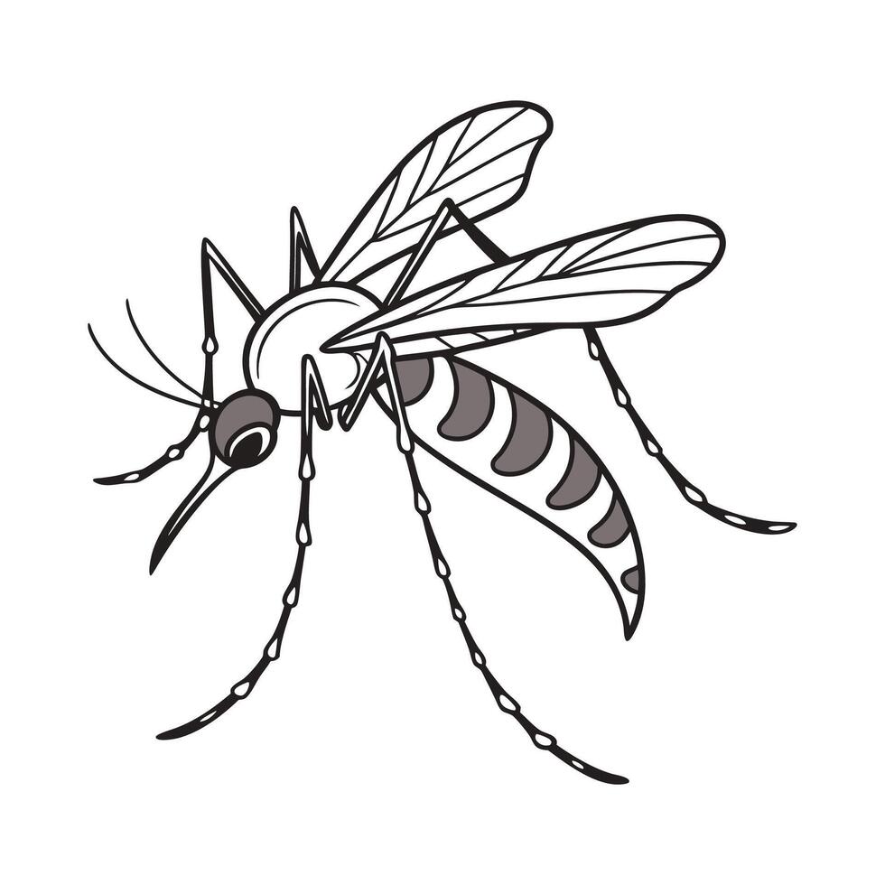 Mosquito Illustration on White Background vector