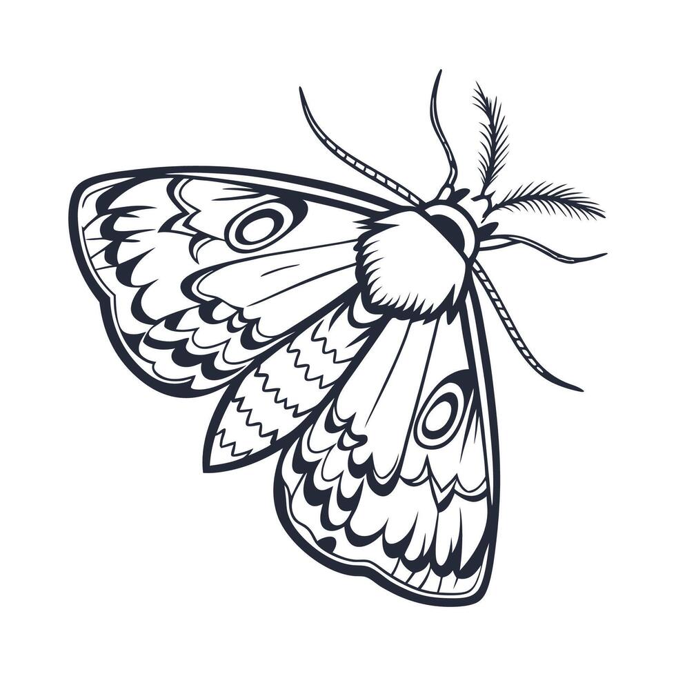 Dramatic View of Moth Display on White vector