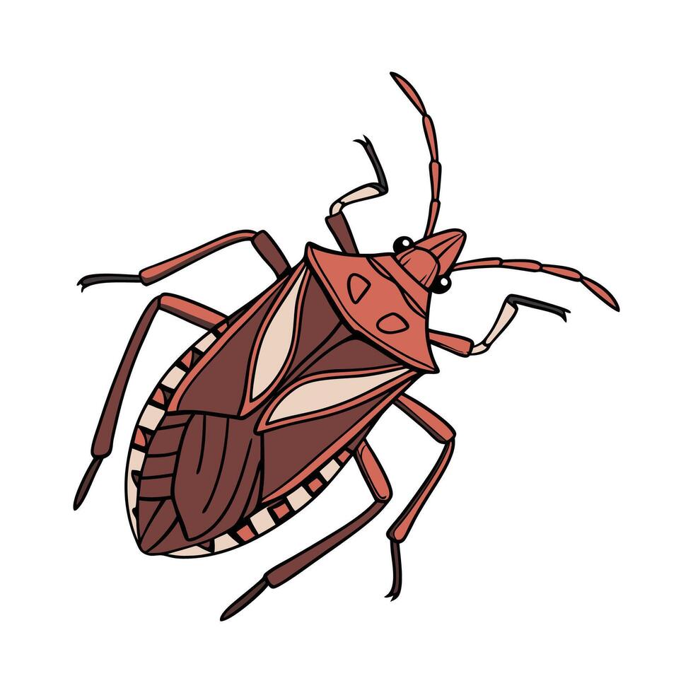Pentatoma Rufipes Displayed on Bright White Surface vector