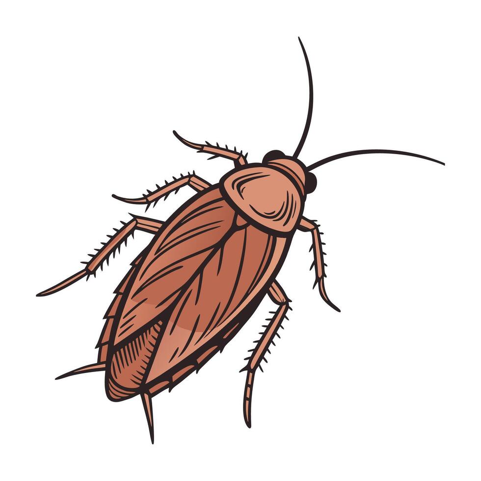 Showcase of Periplaneta Americana on Clean White Surface vector