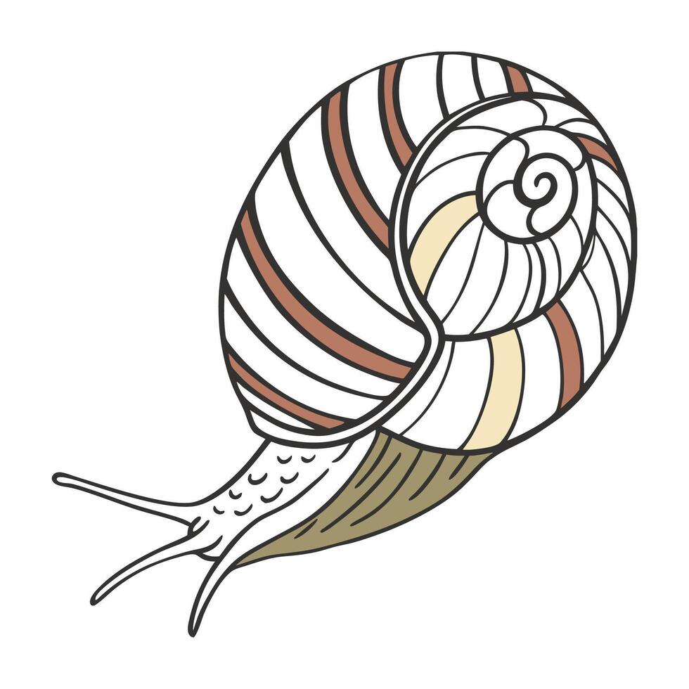 Perla Marginata on Bright White Background vector