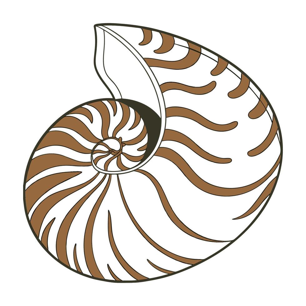 Display of Perla Marginata on Clean White Surface vector
