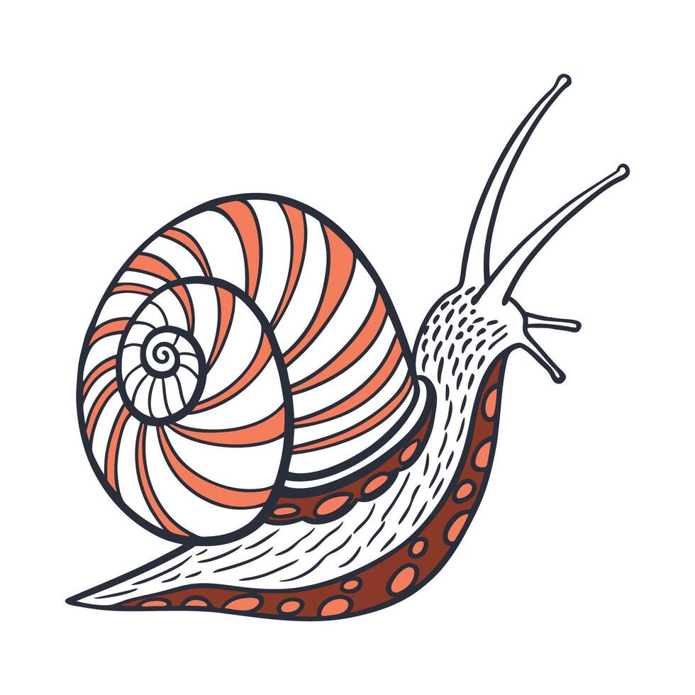Dramatic View of Perla Marginata on White vector