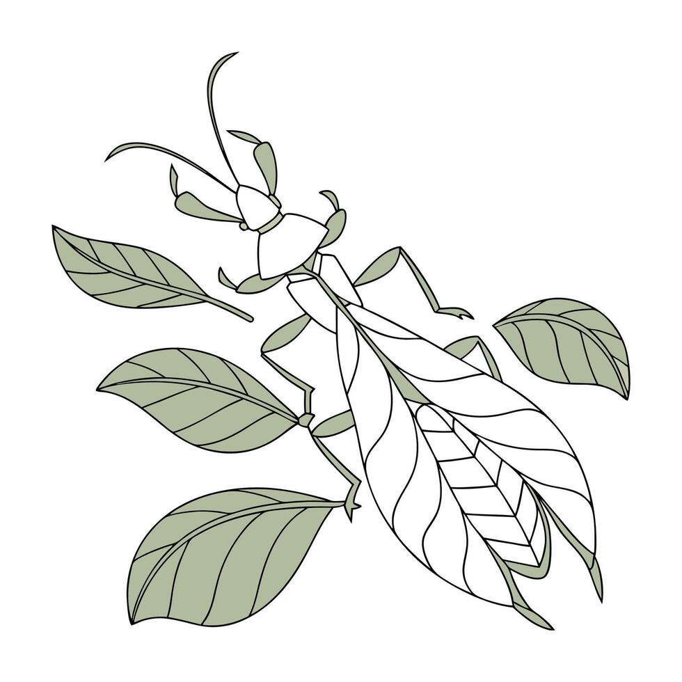 Phyllium Bioculatum on Bright White Surface vector