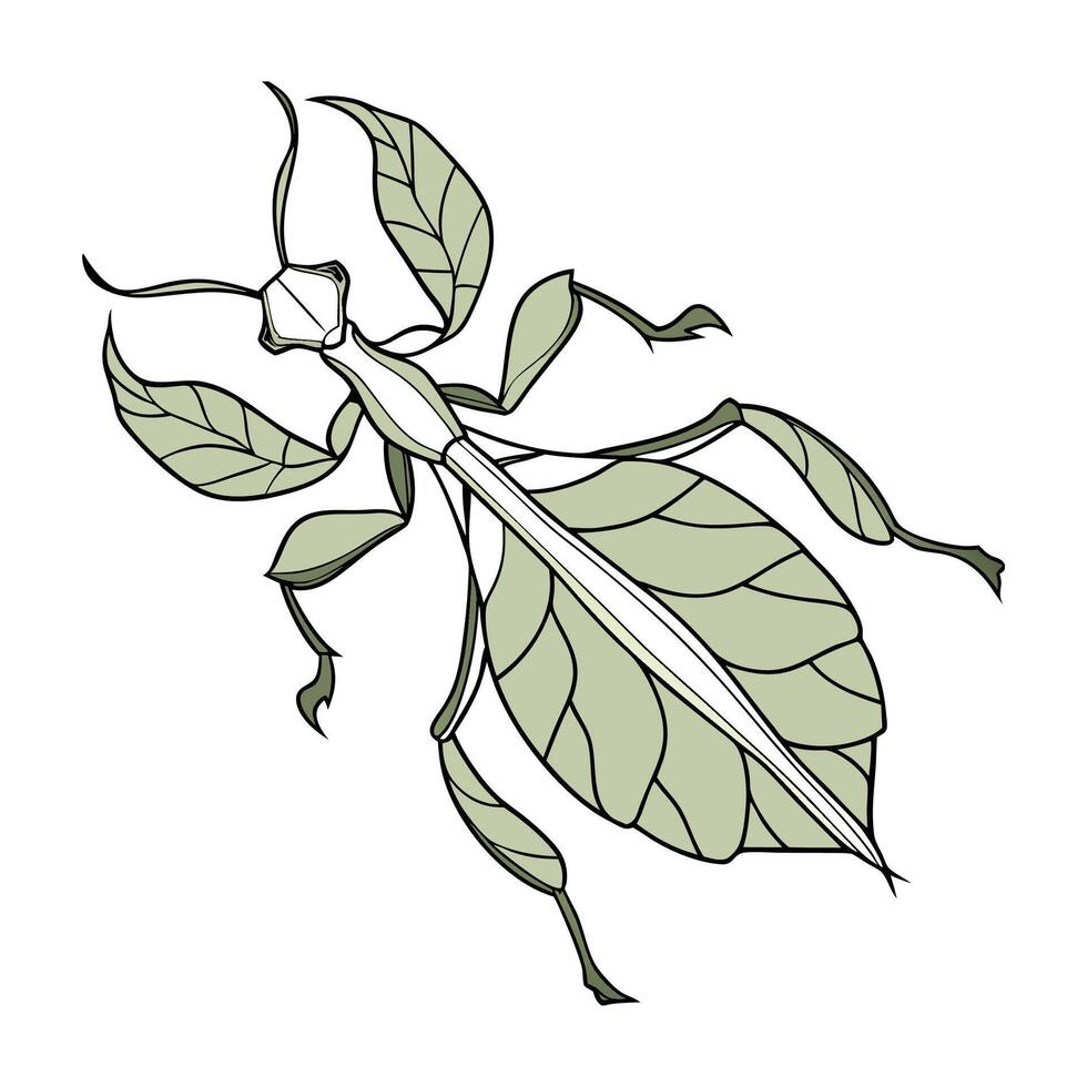 Dramatic Capture of Phyllium Bioculatum on Clean White Surface vector