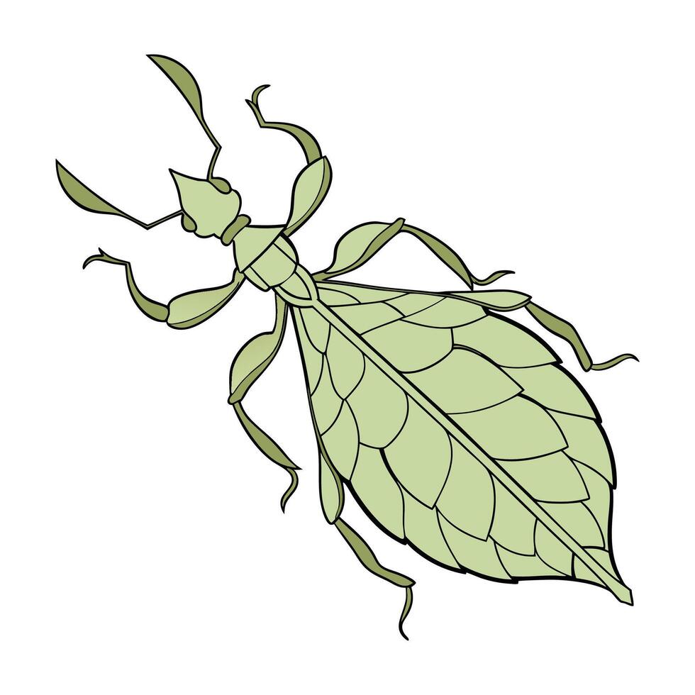 Phyllium Bioculatum Featured on Bright White Background vector