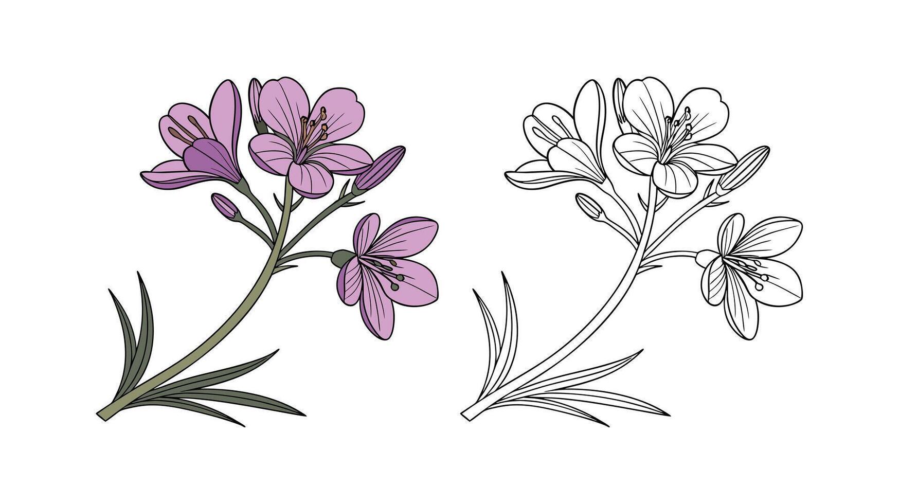 Charming Purple Rockcress Colorful Representation. Illustration of