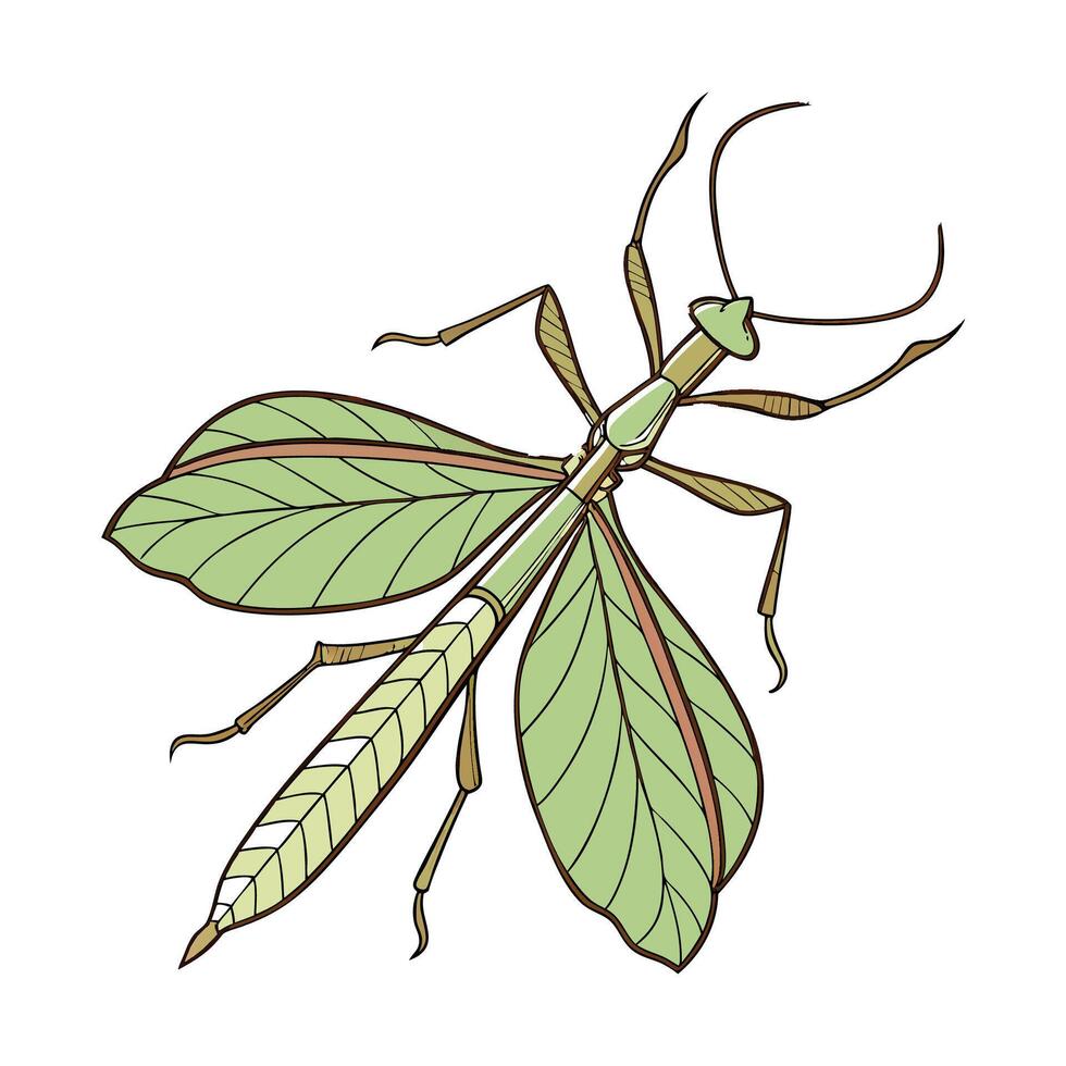 Display of Phyllium Giganteum on Clean White Background vector