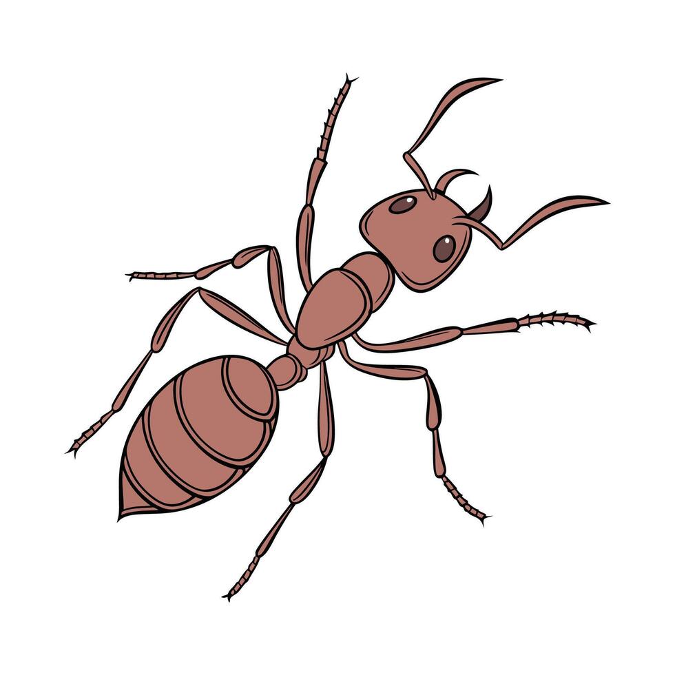 Pogonomyrmex Barbatus on Bright White Background vector
