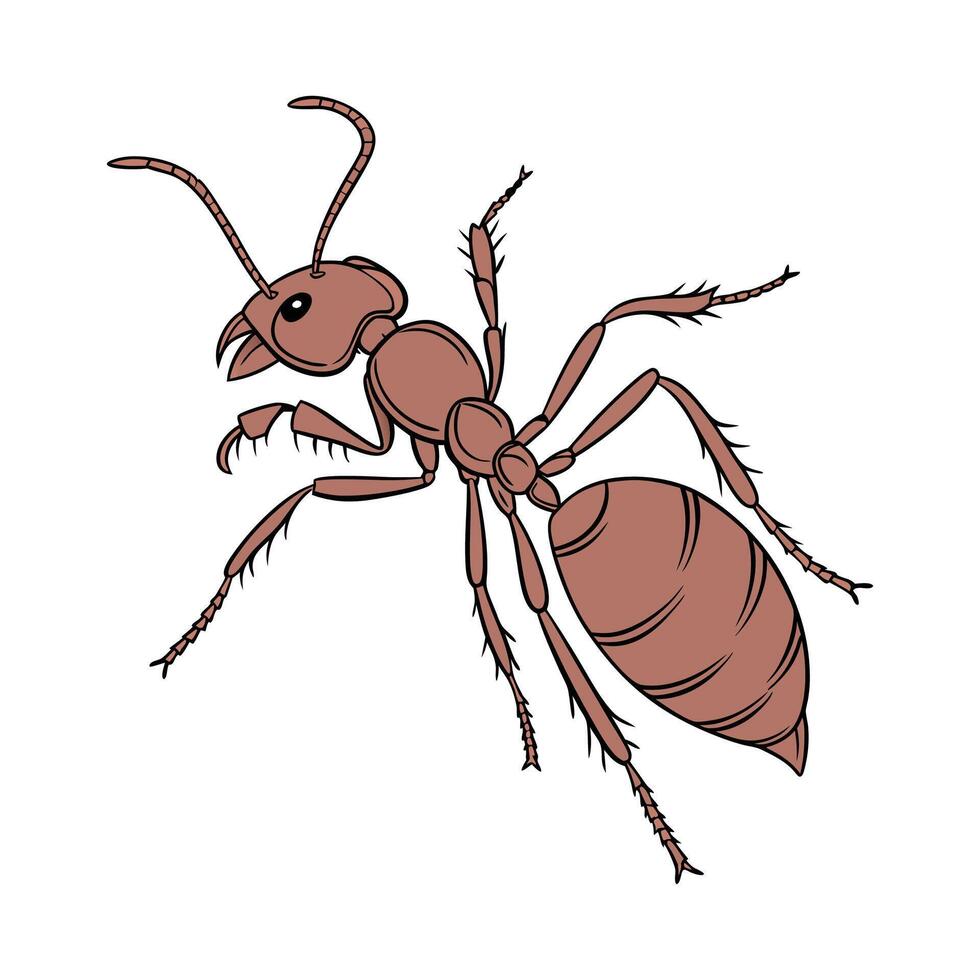 Pogonomyrmex Barbatus Displayed on Bright White Surface vector