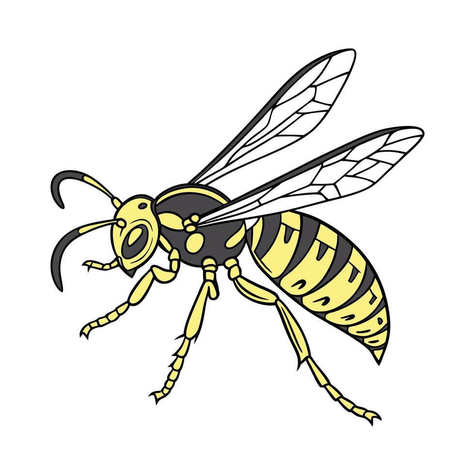 Polistes Dominula Featured Against White Surface vector