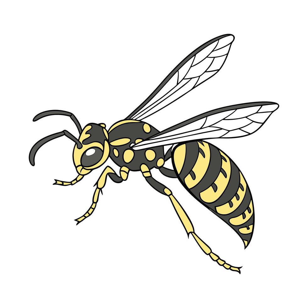 Polistes Dominula on Bright White Background vector