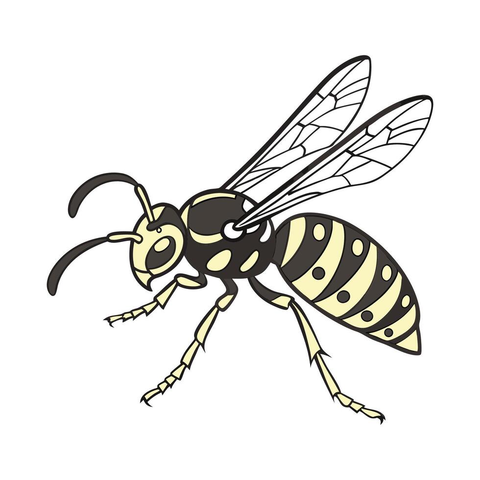 Showcase of Polistes Dominula on Clean White Surface vector