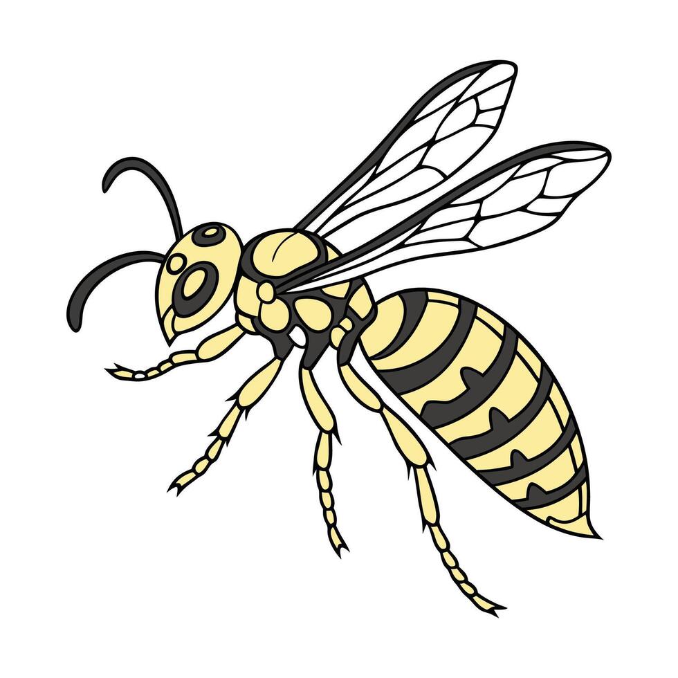 Polistes Featured on Clean White Background vector