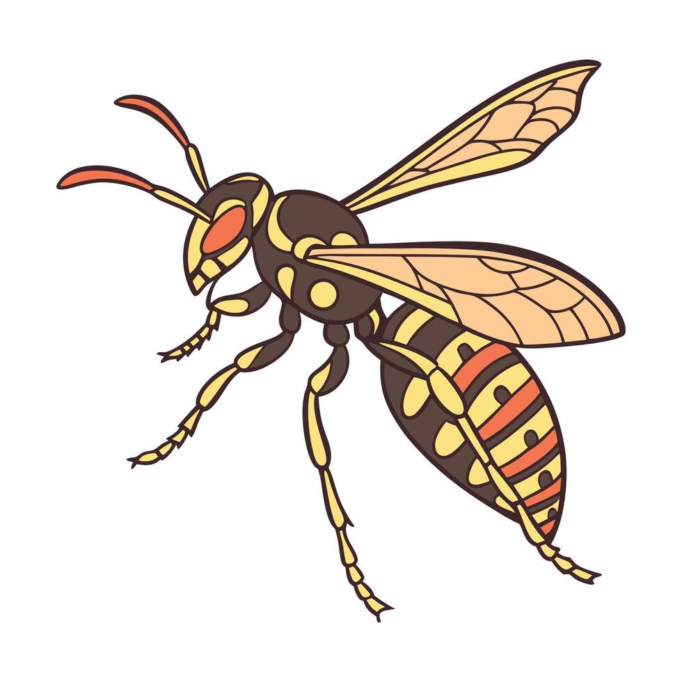 Polistes Displayed on Bright White Background vector