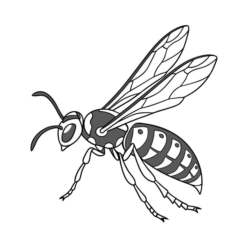 Display of Pompilus Cinereus on Clean White Background vector