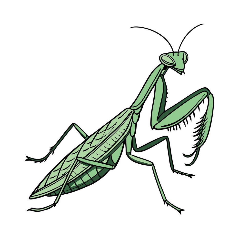 Dramatic Capture of Praying Mantis on White vector