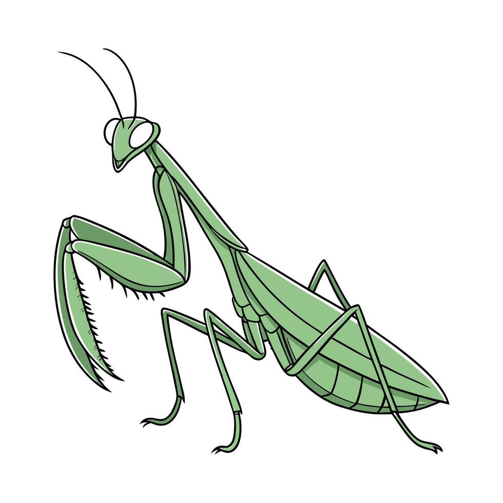 Praying Mantis Featured on Bright White Surface vector
