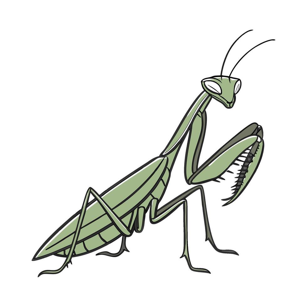 Beautiful Praying Mantis on White vector