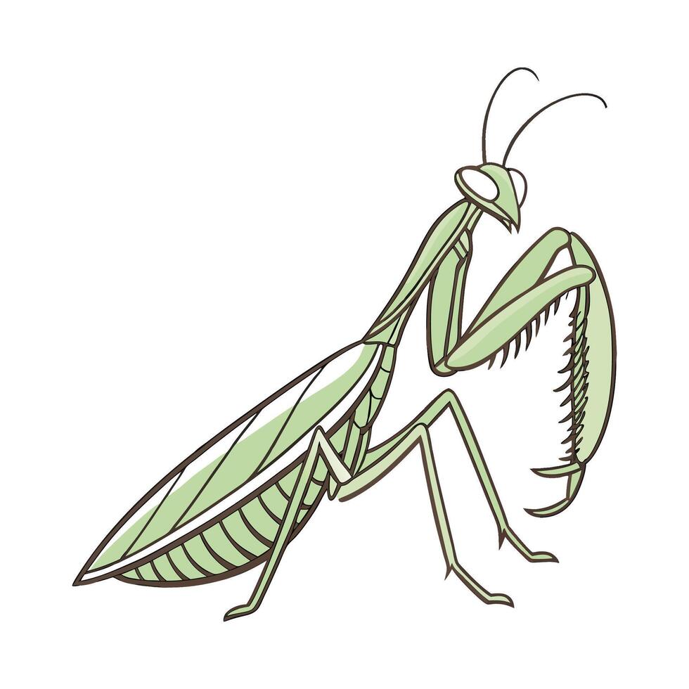 Praying Mantis Displayed on Bright White Surface vector