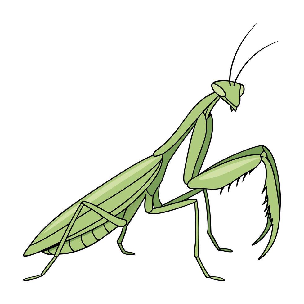 Dramatic View of Praying Mantis on Bright White Background vector