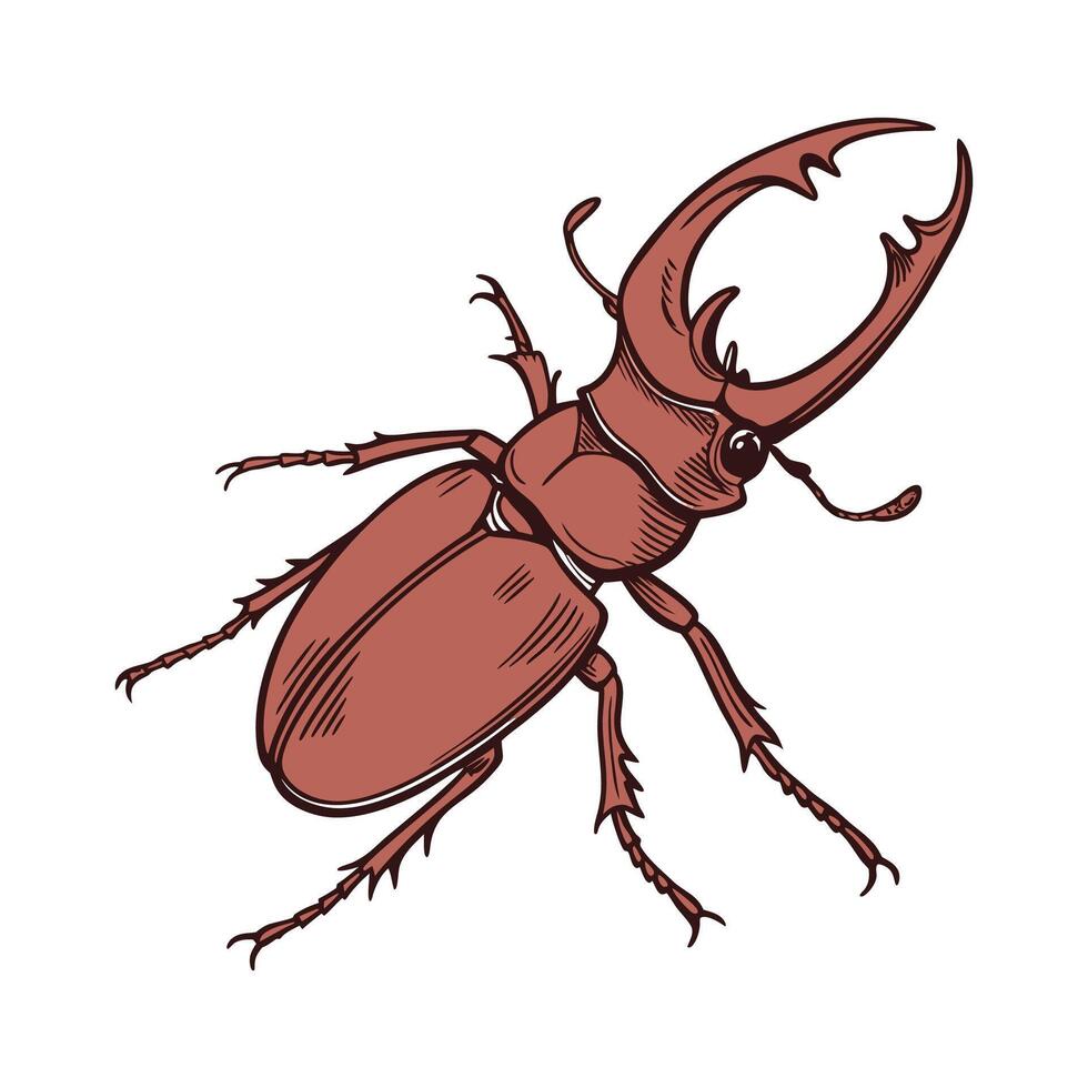 Pseudophasma Rufipes Featured on Bright White Surface vector