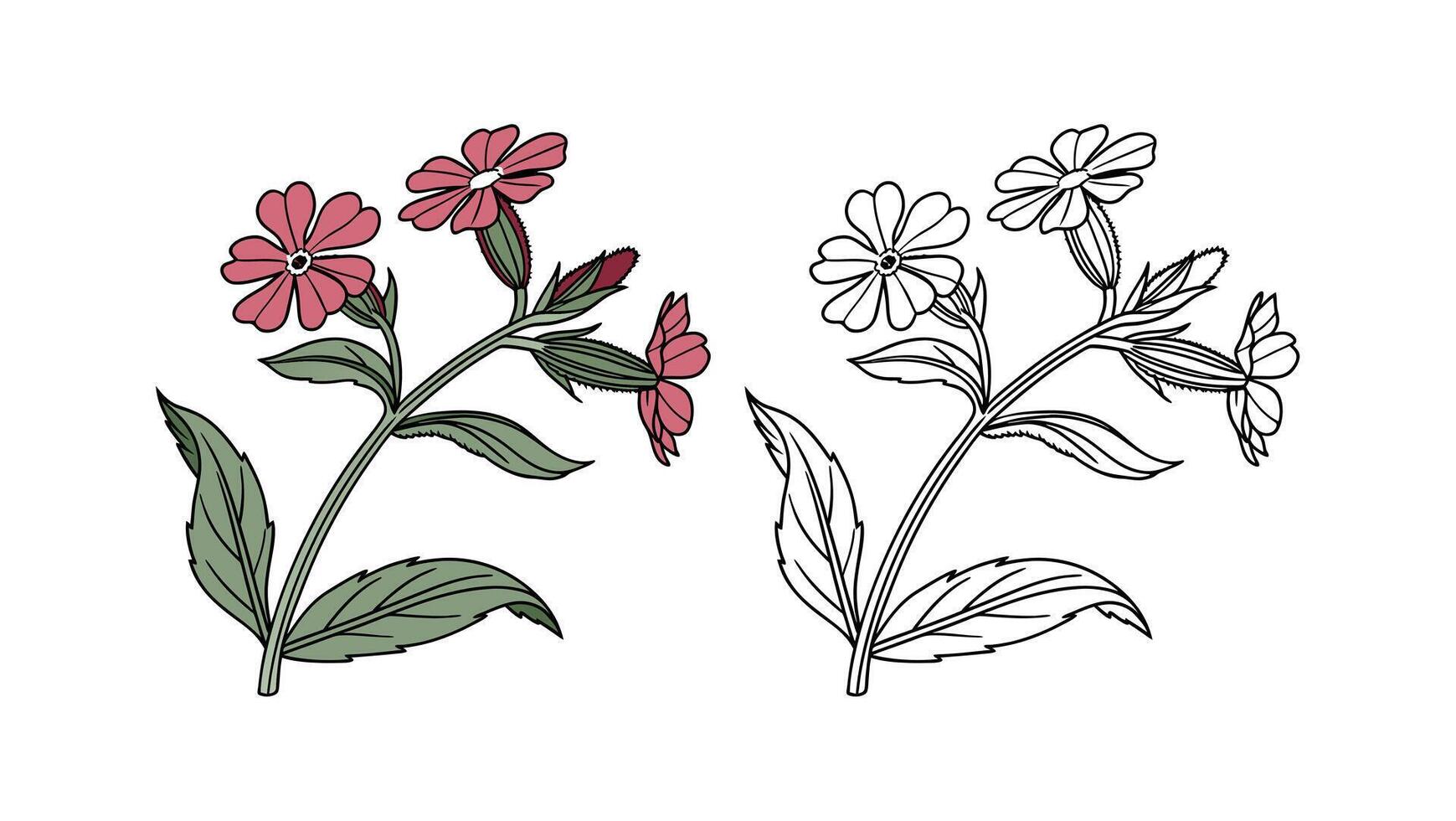 Vibrant Red Campion Flower Design for Garden Art. Illustration of