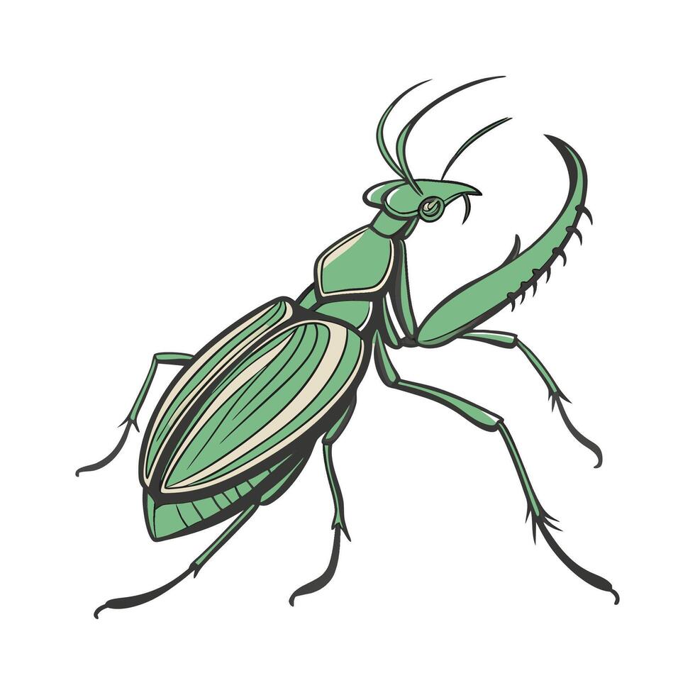 Display of Rhombodera Basalis on Clean White Surface vector