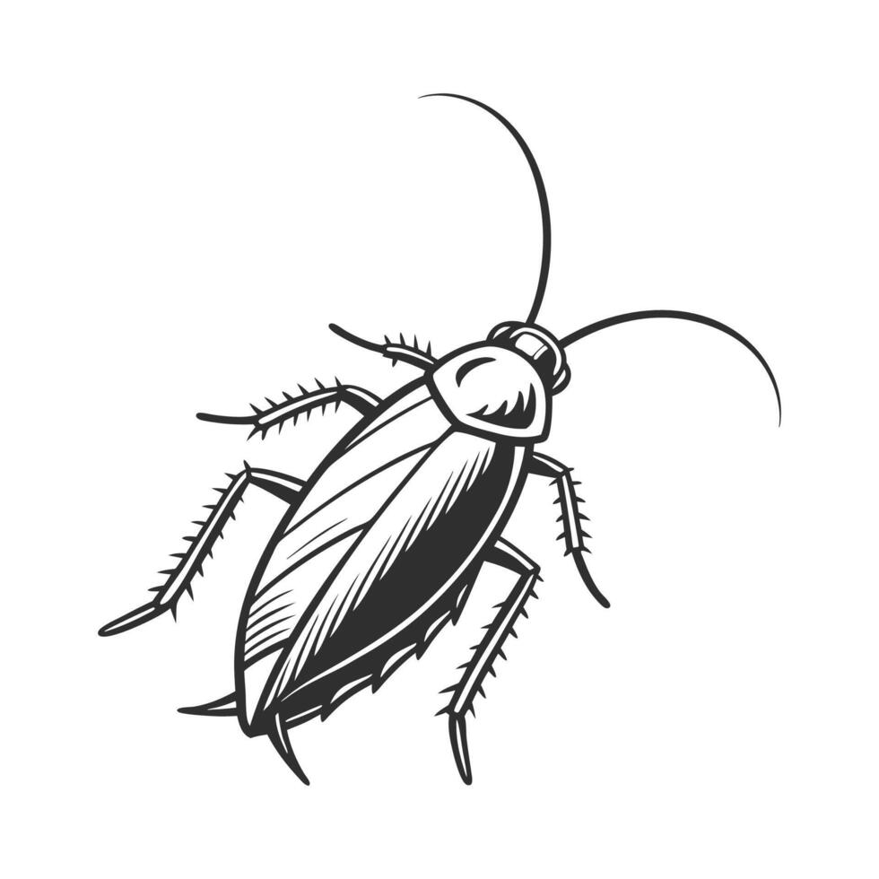 Roach on Bright White Background vector