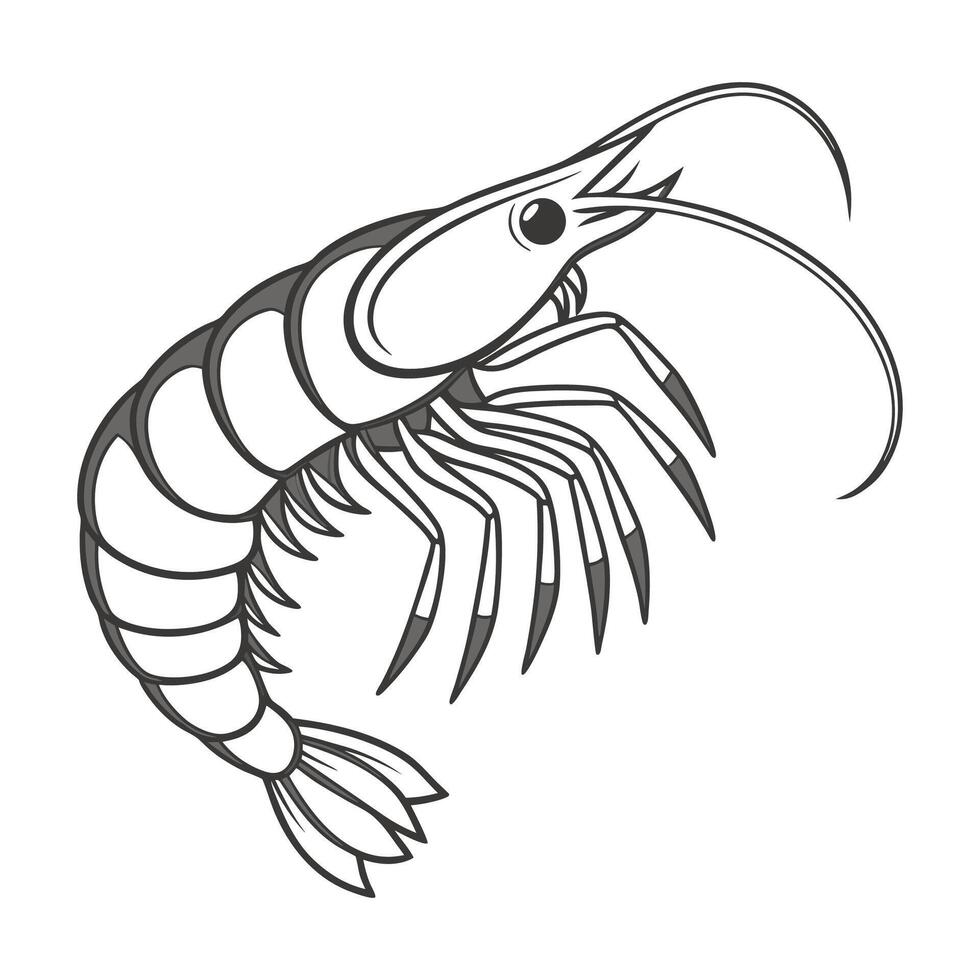 Shelfordella Lateralis on Bright White Background vector