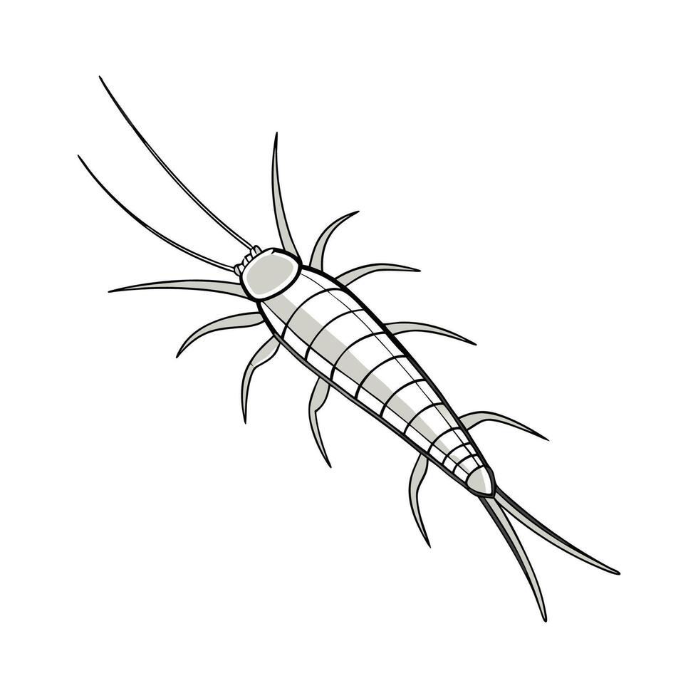 Showcase of Silverfish on Clean White Surface vector