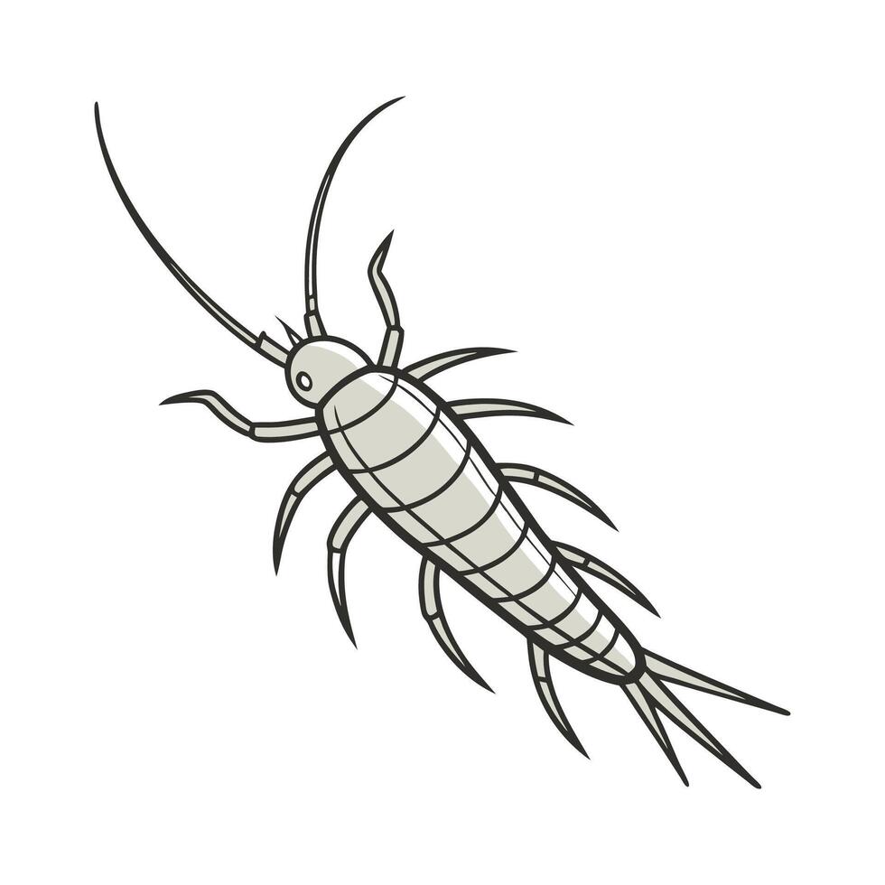 Silverfish Displayed on Clean White Background. vector