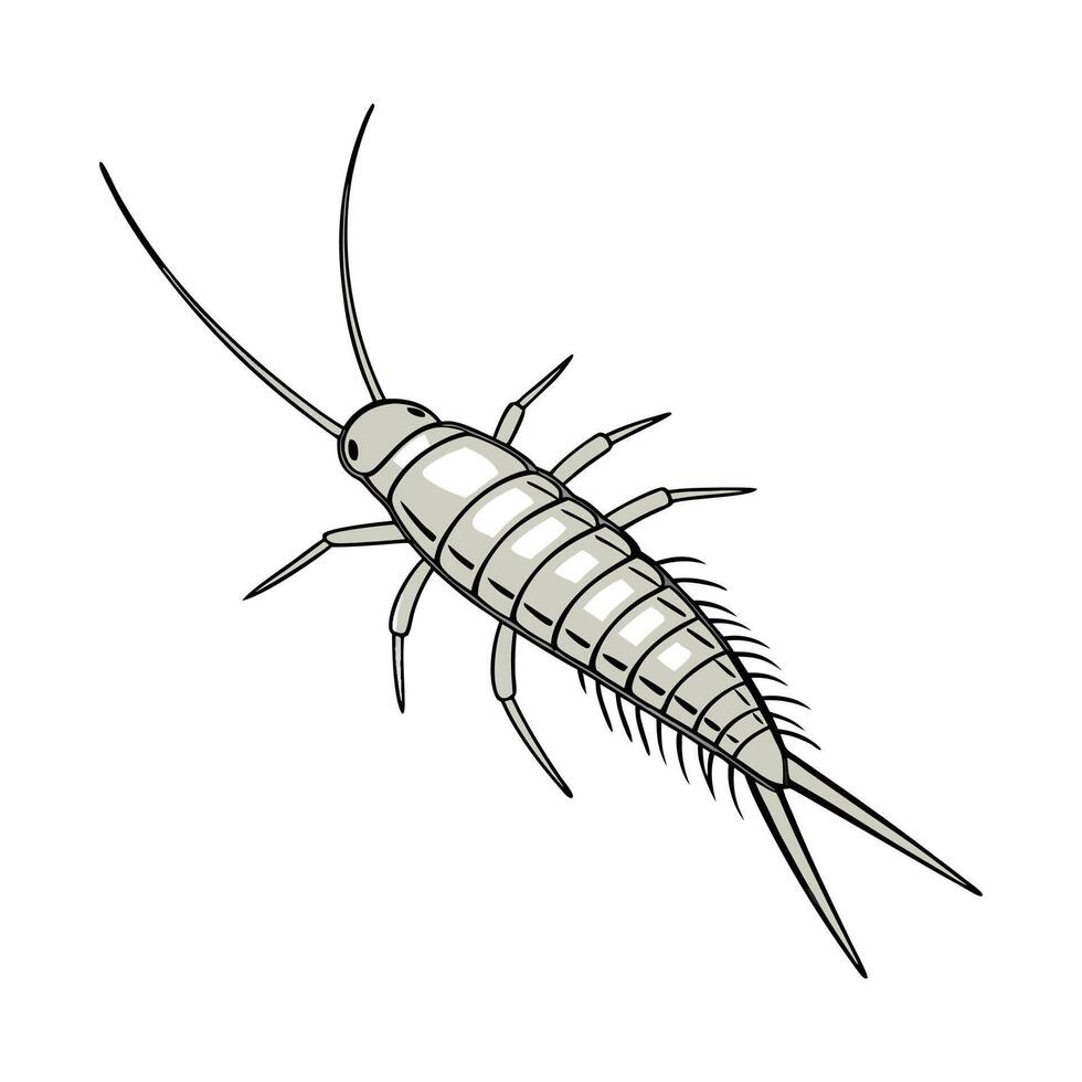 Silverfish Displayed on Clean White Background Illustration vector
