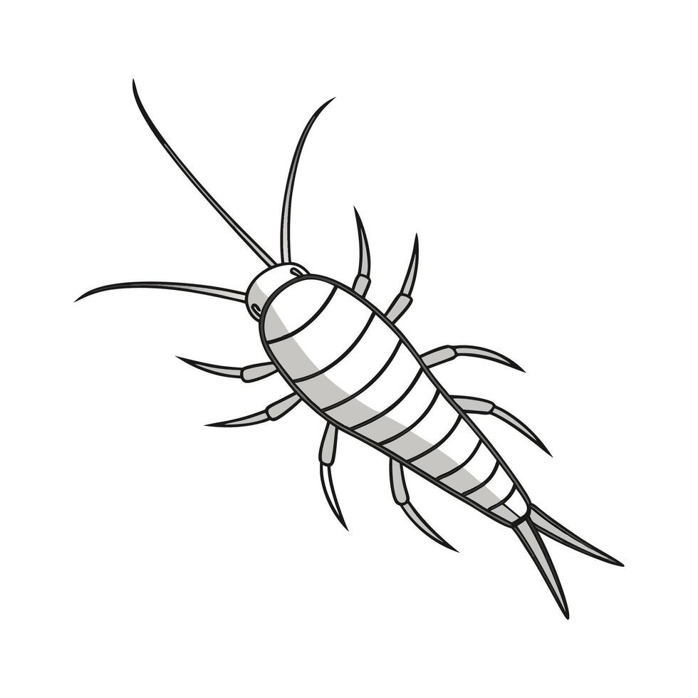 Showcase of Silverfish on Clean White Background vector