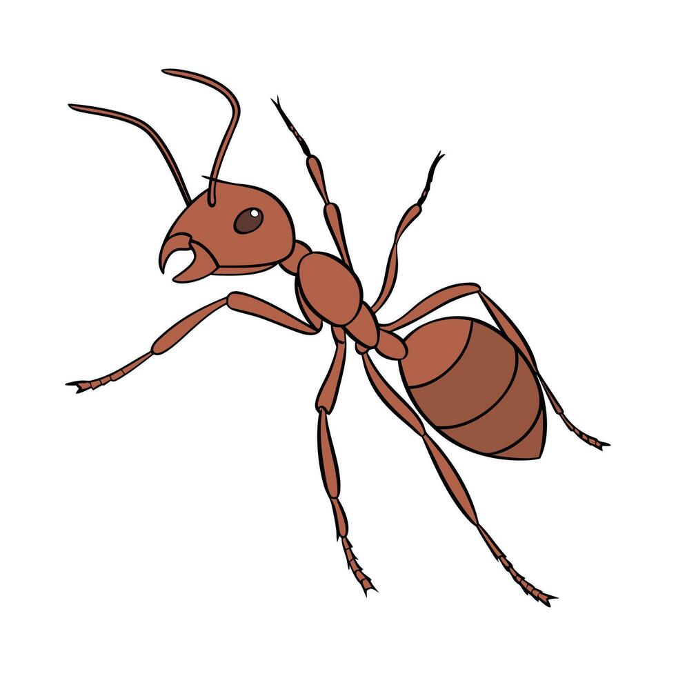 Solenopsis Invicta Featured on Clean White Surface vector