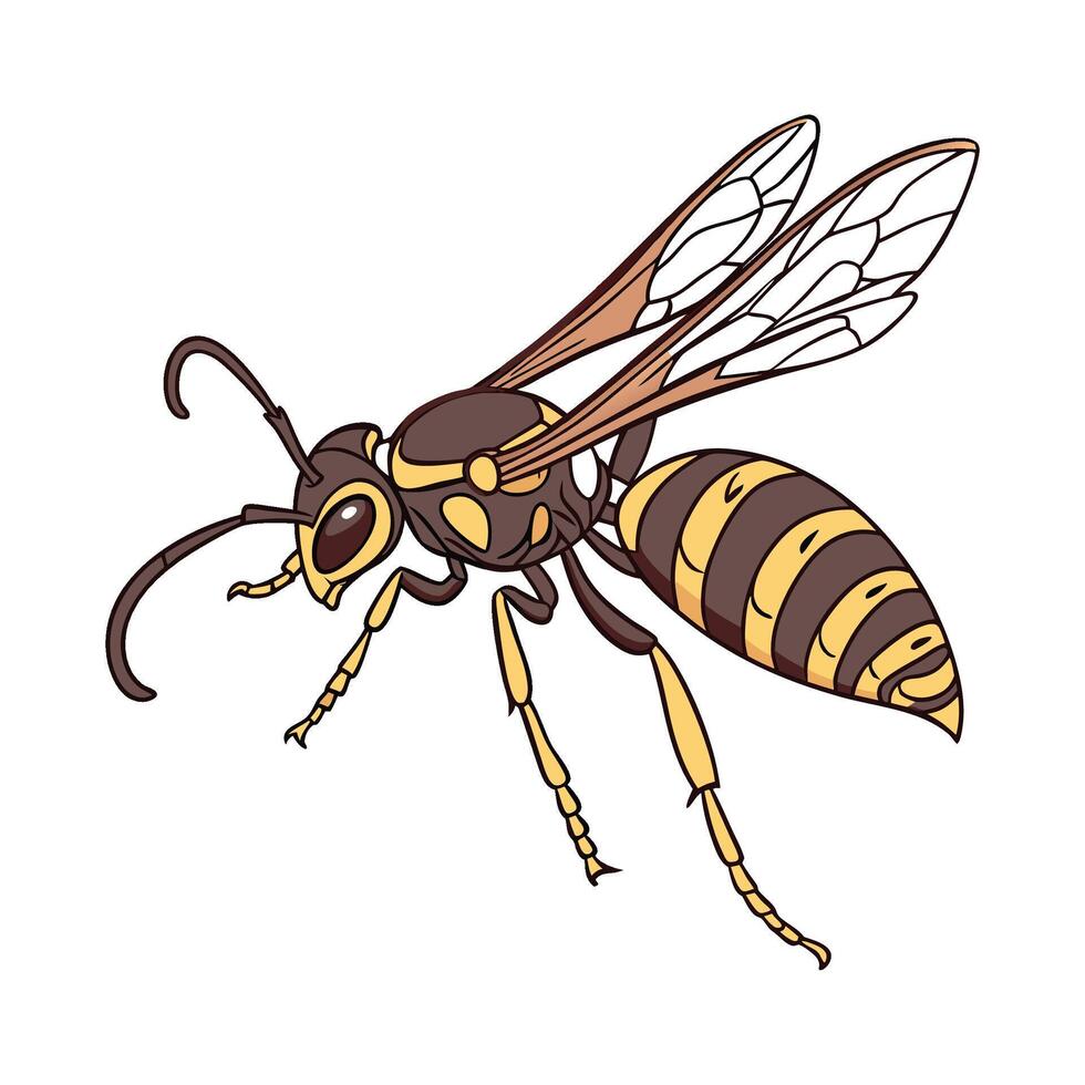 Sphex Ichneumoneus on Bright White Surface vector