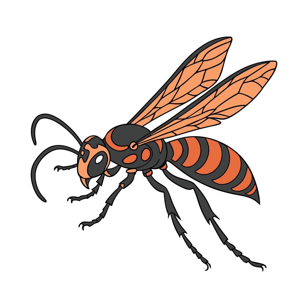 Display of Sphex Ichneumoneus on Clean White Background vector