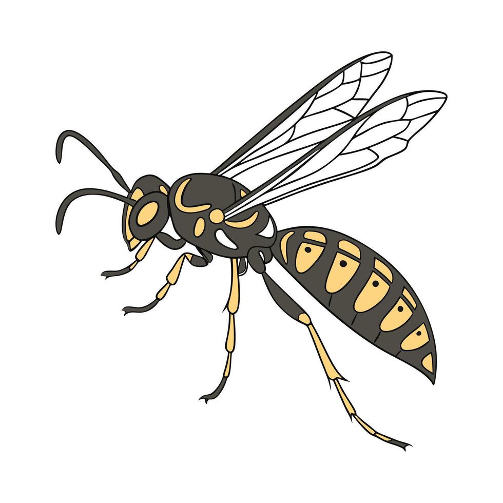 Sphex Ichneumoneus Featured on Bright White Surface vector
