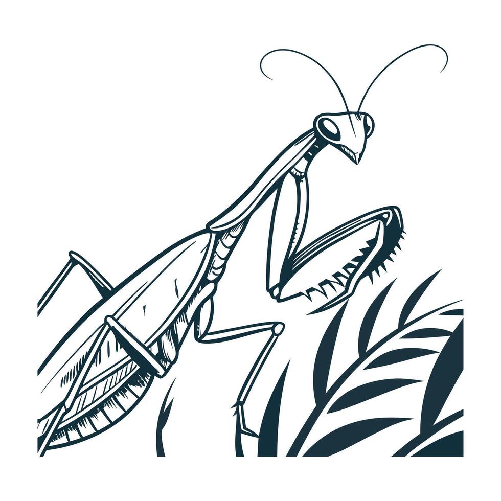 Dramatic Capture of Sphodromantis Lineola on White vector