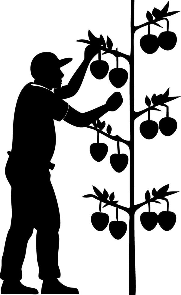 Silhouette of a Man Harvesting Fruit from a Tree for Agriculture and Gardening Designs vector