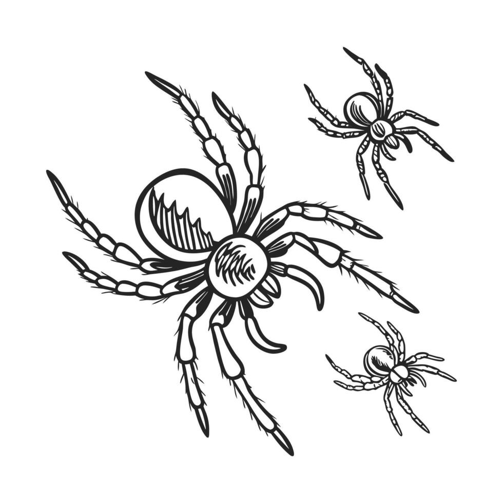 Dramatic Capture of Spiders on Clean White Background vector