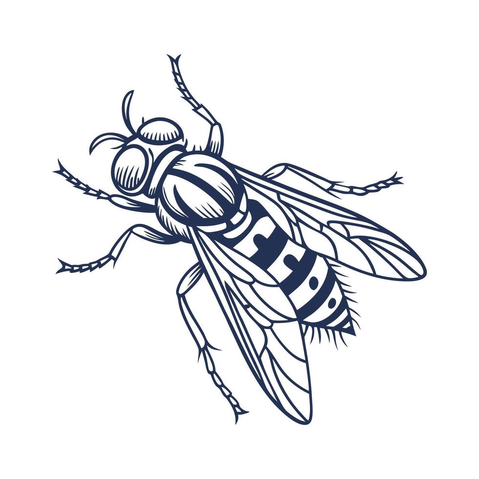 Display of Spilomyia Longicornis on Clean White Background vector