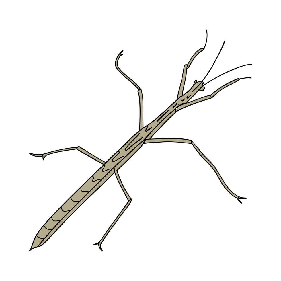 Realistic Stick Insect on White Background vector
