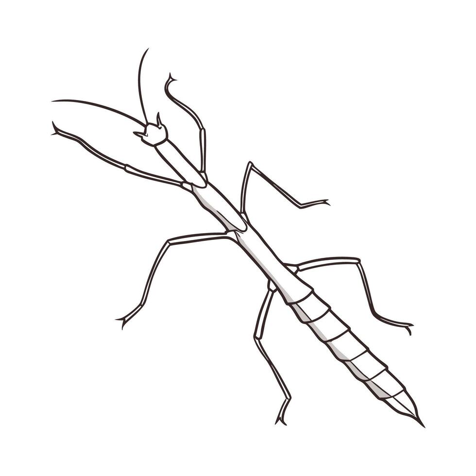 Detailed Stick Insect Illustration on White vector